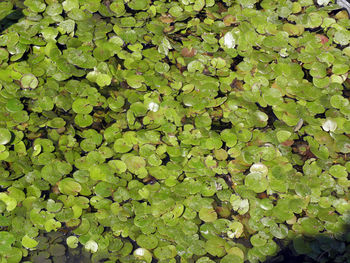 Full frame shot of leaves floating on plant