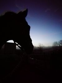 Silhouette of horse on field