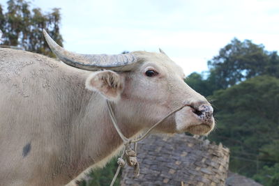 Close-up of cow on grass against sky