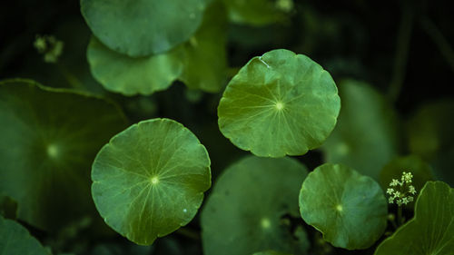 Close up green gotu kola leaves. asiatic pennywort. indian pennywort. nature background