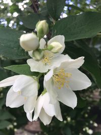 Close-up of white flowers