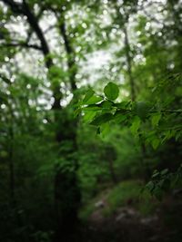 Close-up of fresh green leaves in forest