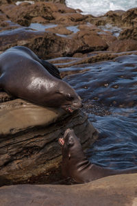 Arguing california sea lion zalophus californianus shouting on the rocks of la jolla cove 