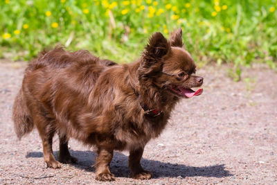 Portrait of a dog looking away