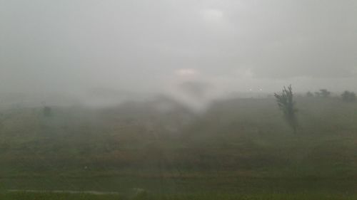 Trees on field against sky during foggy weather