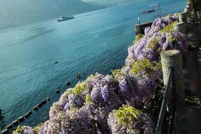 High angle view of flowers on beach