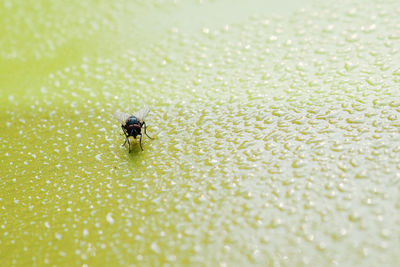 Close-up of fly on flower