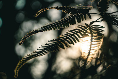 Ferns backlit