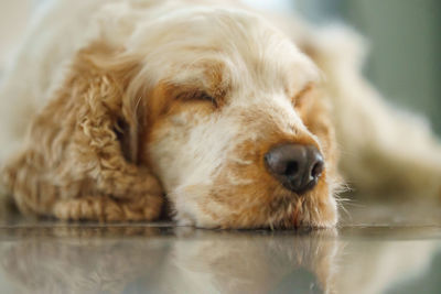 Close-up of dog relaxing on floor