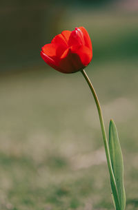 Close-up of red flower