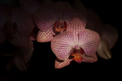 Close-up of flowers against black background