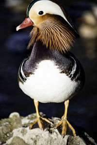 Close-up of bird perching on rock