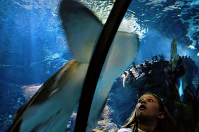 Close-up of woman looking at sea in aquarium