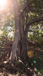 Close-up of tree branch