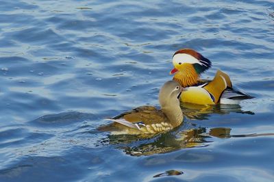 High angle view of duck swimming in lake