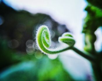 Close-up of plant