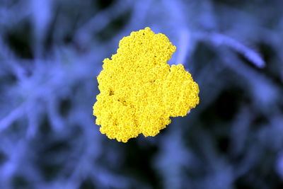 Close-up of yellow flowering plant