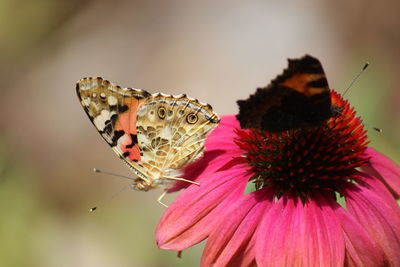 Close-up of butterfly pollinating on pink flower