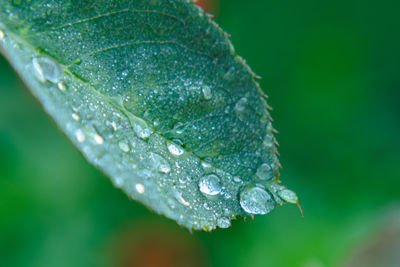 Close-up of water drops on leaf