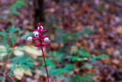 Close-up of toy on field