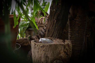 Close-up of an animal on tree trunk