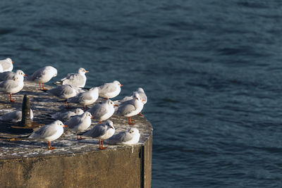 Seagulls perching on wooden post in sea