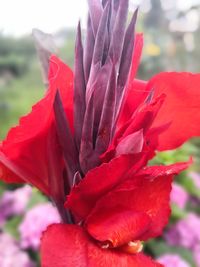 Close-up of red rose flower