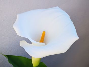 Close-up of white flower