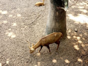 High angle view of crab on field