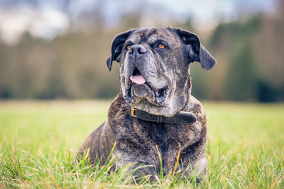 Dog looking away on grass against sky