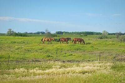 Horses grazing on field against sky