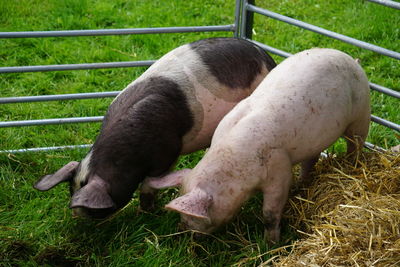 High angle view of pigs in farm