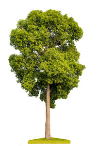 Low angle view of tree against sky