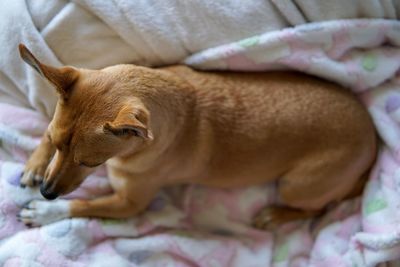 High angle view of dog sleeping on bed