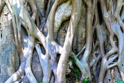 Full frame shot of tree roots