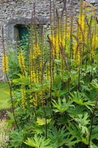 Close-up of yellow fern plants