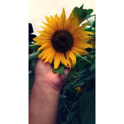 Close-up of cropped hand holding dandelion