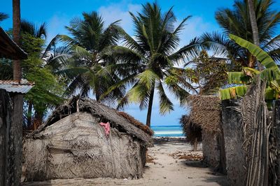 Palm trees on beach