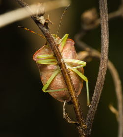 Close-up of dry leaf on plant