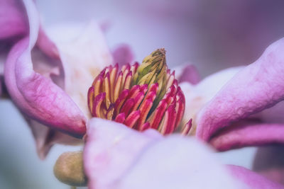 Close-up of pink rose flower