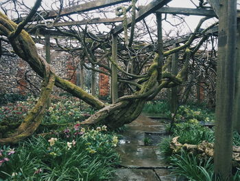 Plants growing on tree trunk