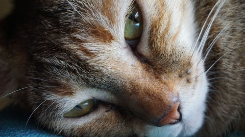 Close-up portrait of cat