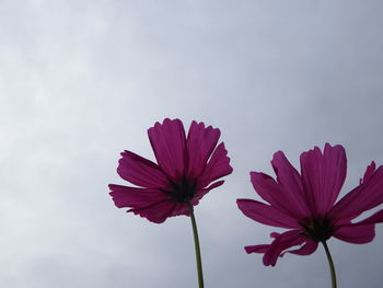 Low angle view of pink flower against sky