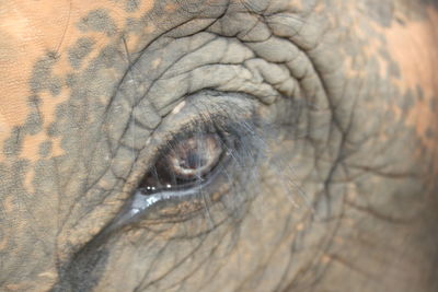 Close-up of elephant