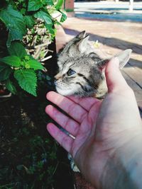 Midsection of person holding cat