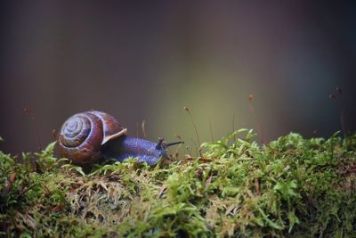 Close-up of snail on rock