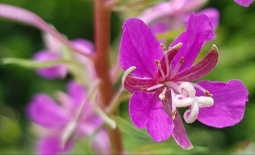 Close-up of pink flowers blooming outdoors