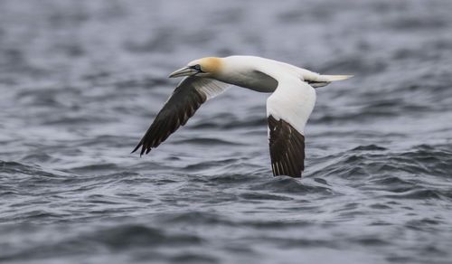 Gannet flying over sea