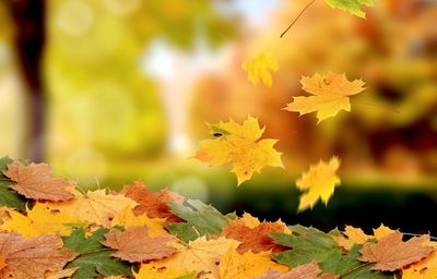 Autumn leaves falling in pile