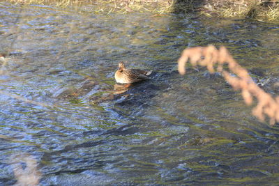 High angle view of ducks swimming in lake